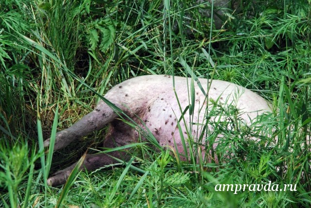 Râsul a rupt capul porcului în artera zeya