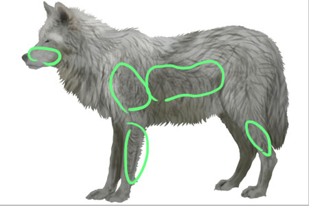 малюємо вовка