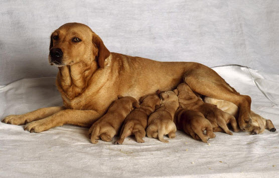 Nașterea și caracteristicile lor la câini