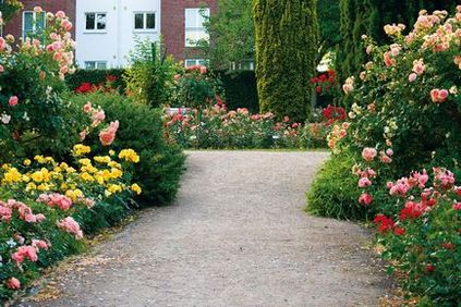 Rosarium uetersen, un parc de trandafiri în fotografie din Germania, în orașul yutersen, parcuri ale lumii, peisaj, Assbu