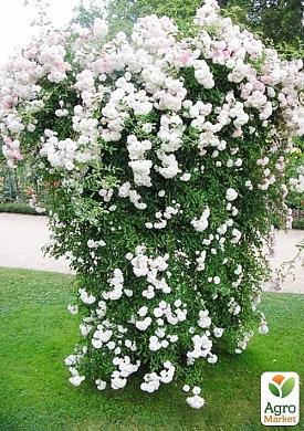 Роза англійська плетистая - сяюча наречена - (саджанець класу аа) вищий сорт - саджанці троянд -