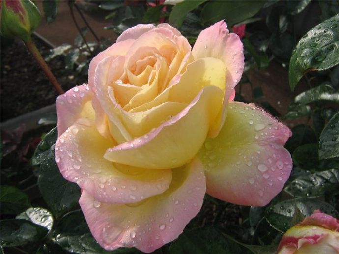 Rose de slavă dei (gloria dei) Descrierea soiului, fotografie, plantare și îngrijire, recenzii