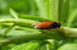 Rosanna sawfly - inamicul trandafirilor frumoase