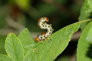 Rosanna sawfly - inamicul trandafirilor frumoase