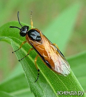 Rosanna sawfly - inamicul trandafirilor frumoase