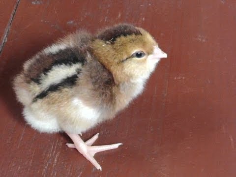 Pui de pui rusesc orlovskaya crested alb rasa Tsarskoye Selo