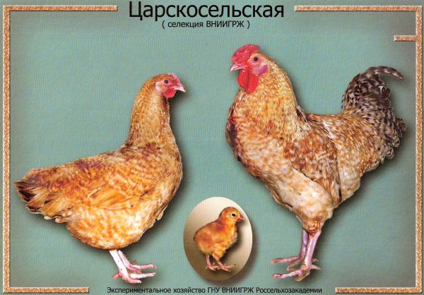 Російські кури орловська чубата біла царскосельская породи