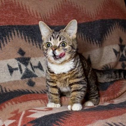 Ru зворушливий котик лив боб (lil bub) з висунутим язиком - terraoko - світ твоїми очима