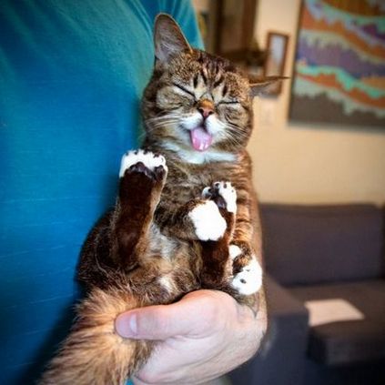 Ru зворушливий котик лив боб (lil bub) з висунутим язиком - terraoko - світ твоїми очима