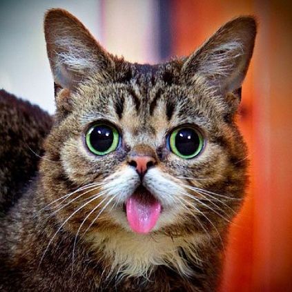Ru dulce pisica lil bob (lil bub) cu limbajul lui atarna - terraoko - lumea cu ochii