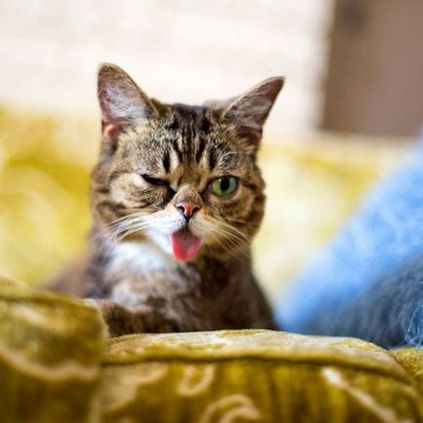 Ru зворушливий котик лив боб (lil bub) з висунутим язиком - terraoko - світ твоїми очима