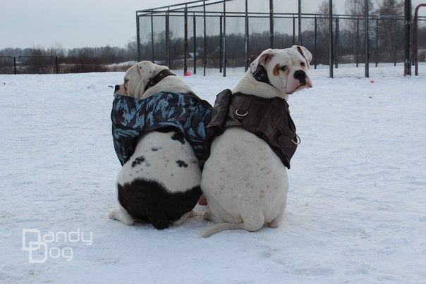 Рюкзаки для собак денді дог