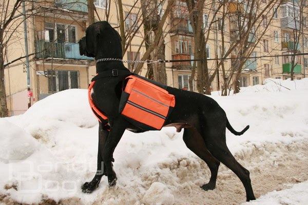 Рюкзаки для собак денді дог