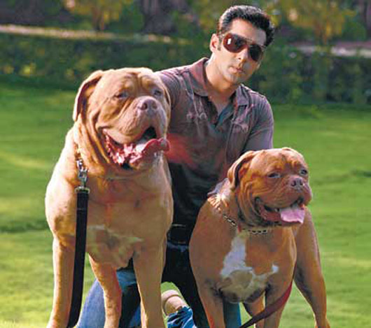 Salman Khan, az állami fizetés, ház, autó, család, és az egységes - 2017 muzul (Salman) Salman Khan, az állami fizetés, ház, autó, család, és az egységes - 2017 muzul