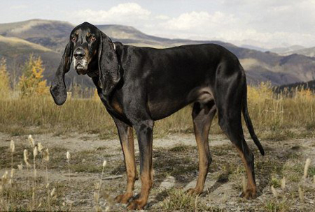 Сама довговуха і найдовша собаки світу