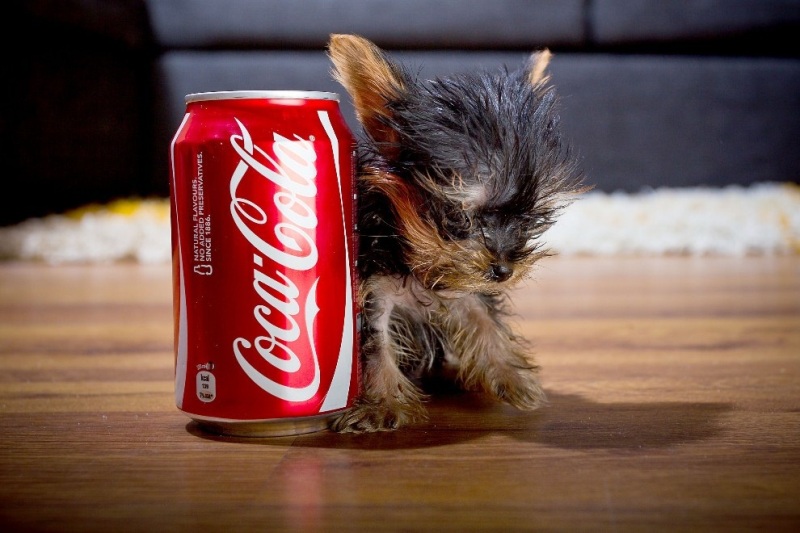 Cel mai mic câine din lume - animale de fotografie