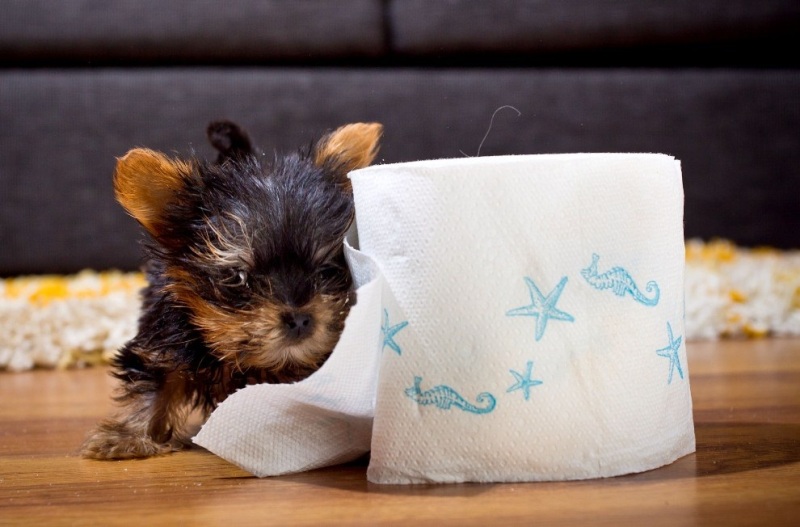 Найменша собачка в світі - фото тварини