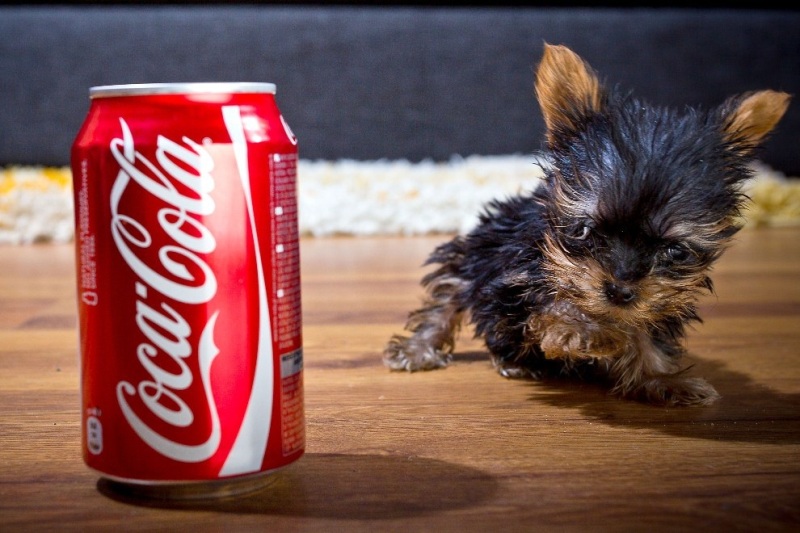 Найменша собачка в світі - фото тварини
