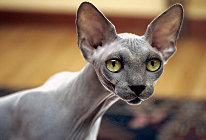 Cea mai misterioasă rasă de pisici este Sfinxul