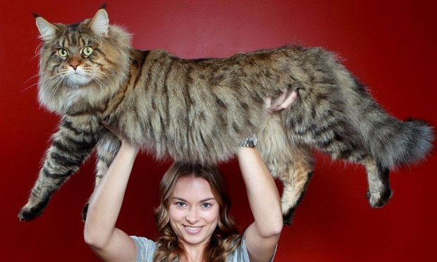 Найбільші коти опис і фото