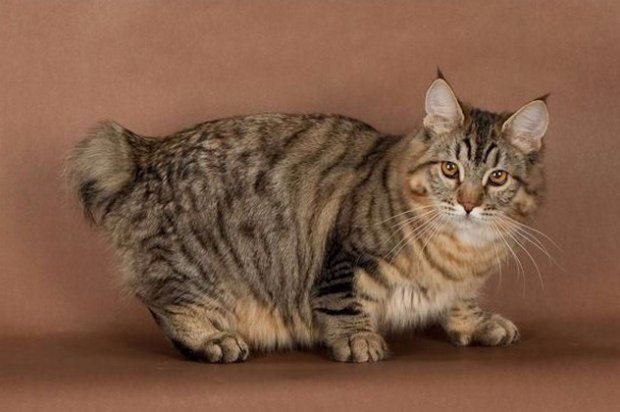 Найбільші коти опис і фото