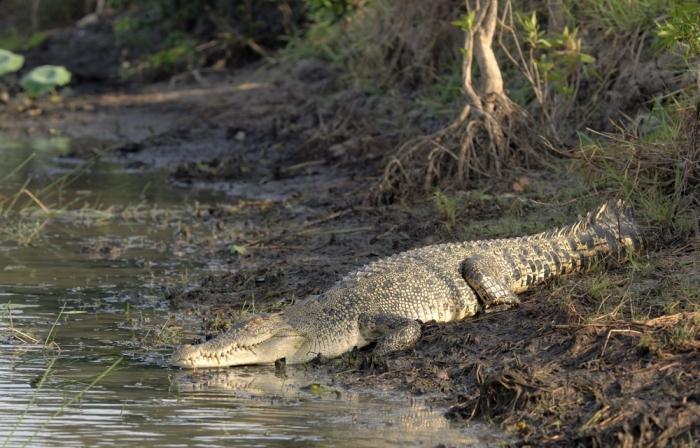 Cea mai mare crocodilă din lume a speciei și descrierea ei