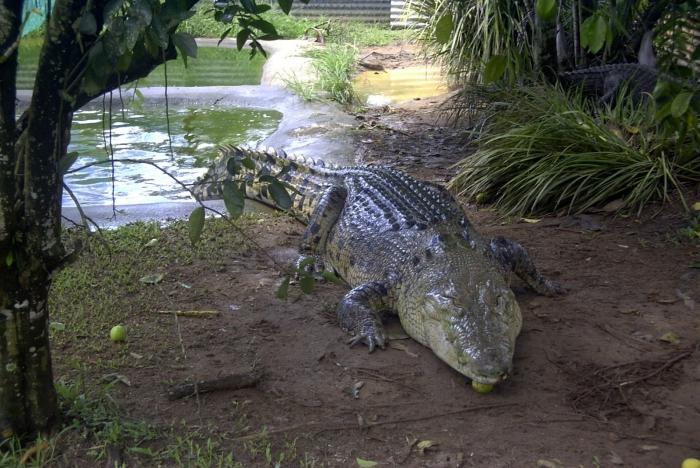 Cea mai mare crocodilă din lume a speciei și descrierea ei