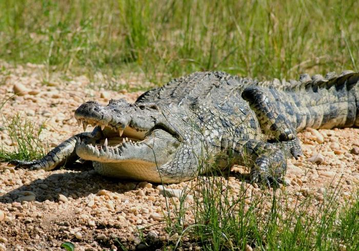 Cea mai mare crocodilă din lume a speciei și descrierea ei