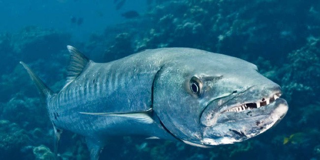 A legveszélyesebb hal a világon