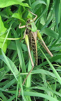 Locust kártevők és szöcskék (akác) Sáska és szöcskék a kártevők