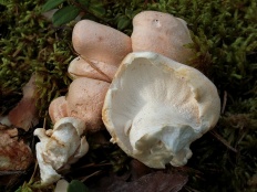 Їстівні гриби з фото і описами (стор