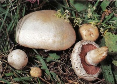 Ciuperci comestibile cu fotografii și descrieri (pag