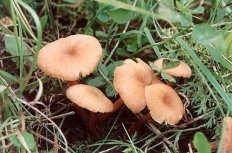 Їстівні гриби з фото і описами (стор