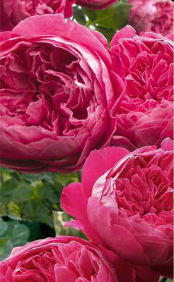 Trandafiri de trandafiri englezi Engleza curat stralucitor luminos (mireasa radianta)
