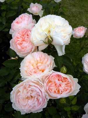 Trandafiri de trandafiri englezi Engleza curat stralucitor luminos (mireasa radianta)