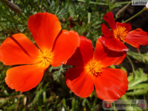 Magok Eschscholzia skarlát virág szimmetria - a „vörös Eschscholzia skarlát virág