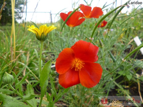 Magok Eschscholzia skarlát virág szimmetria - a „vörös Eschscholzia skarlát virág