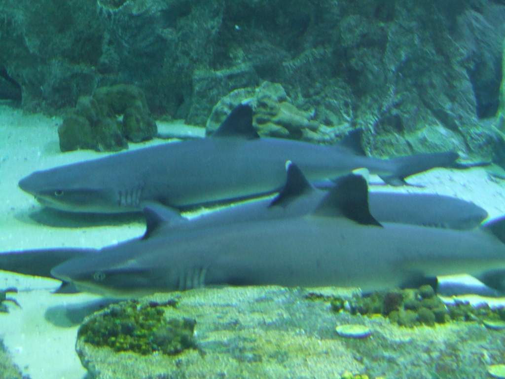 Сіра рифова акула - ручний хижак