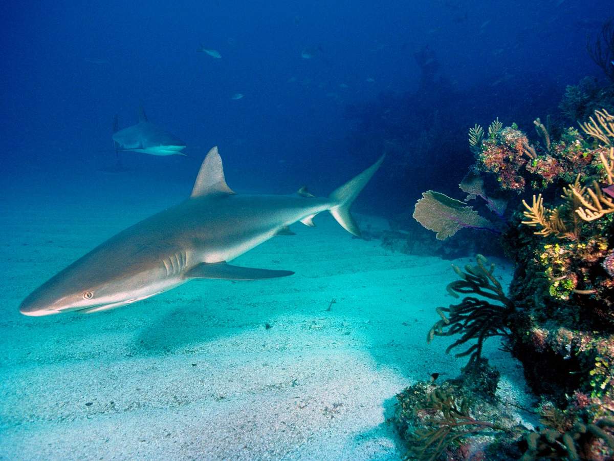 Сіра рифова акула - ручний хижак