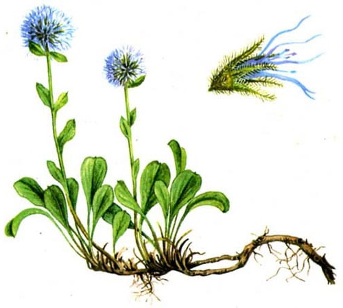 Shaolinitsa sau globularia descriere fotografie specii care cresc din reproducerea semințelor