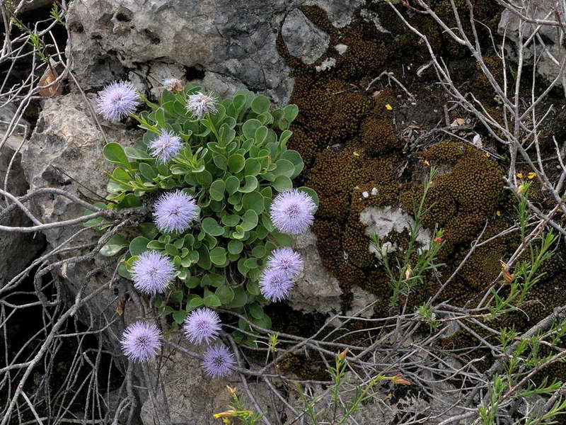 Shaolinitsa sau globularia descriere fotografie specii care cresc din reproducerea semințelor