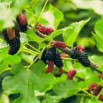Mulberry în frunzele și rădăcinile diabetului zaharat, cum să luați un remediu pe bază de plante