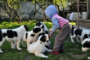 Pui de pui Alabai, pui de ciobanesc din Asia Centrală, pui Aussie, pui ciobănesc australian, pui de pui