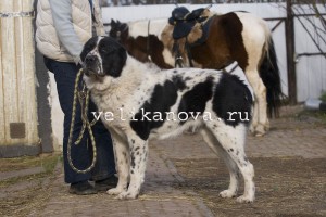 Цуценята алабая, цуценята середньоазіатської вівчарки, цуценята ауссі, цуценята австралійської вівчарки, племінної