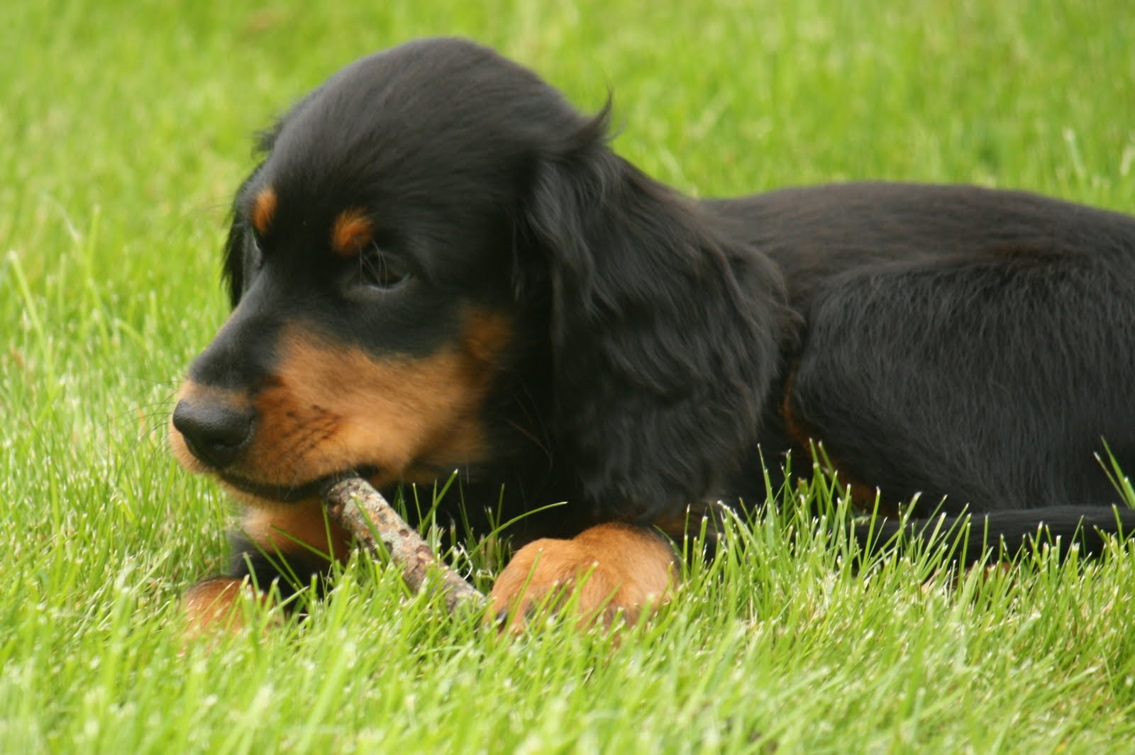 Setter Scottish Photo Scottish Setter