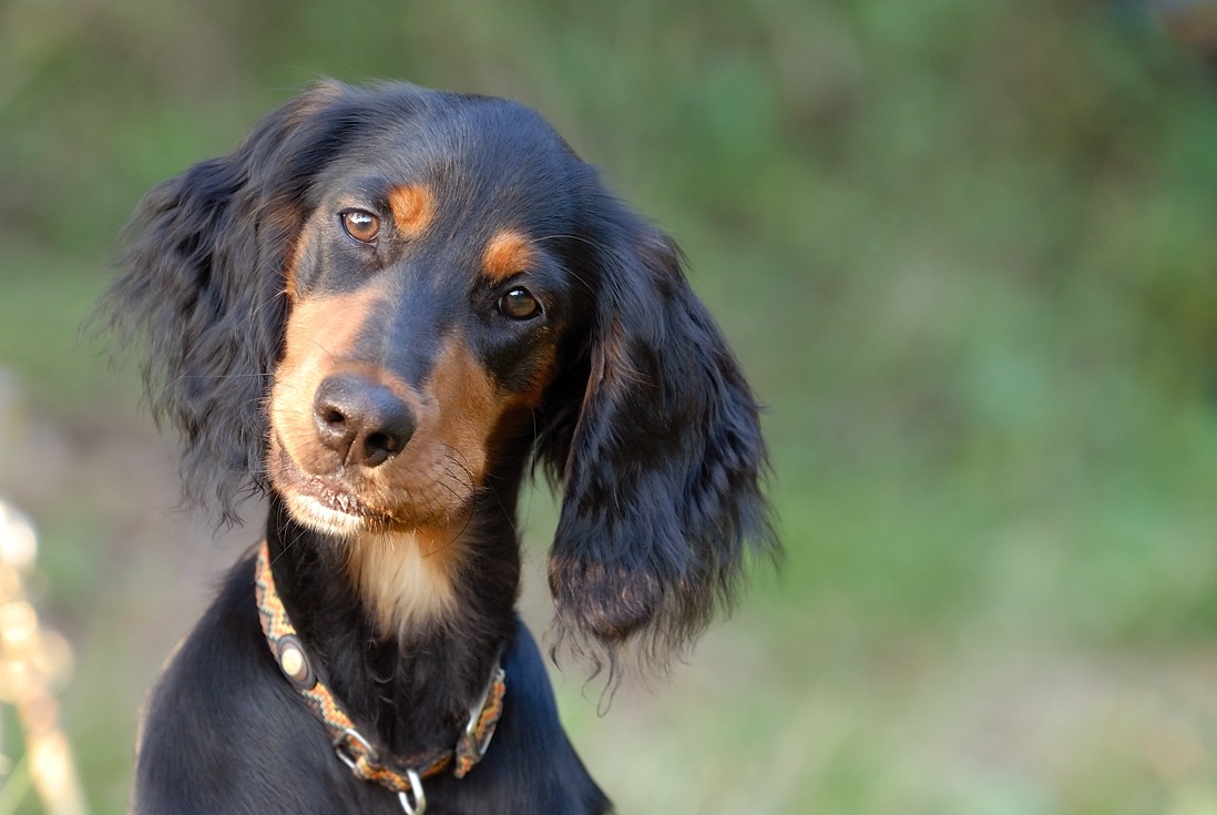 Setter Scottish Photo Scottish Setter