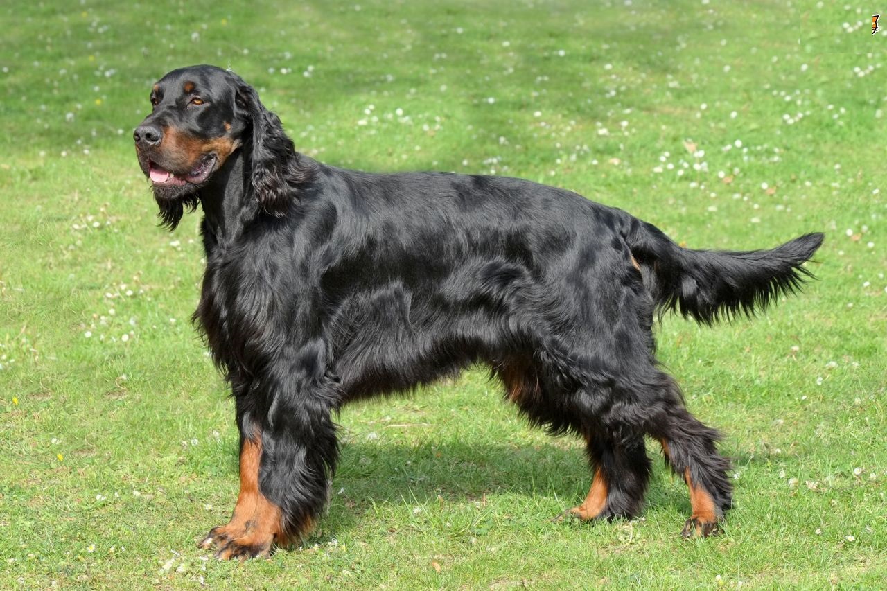 Setter Scottish Photo Scottish Setter