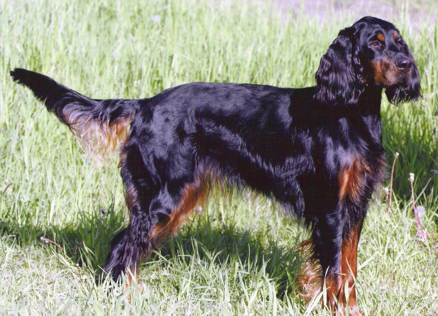 Setter Scottish Photo Scottish Setter