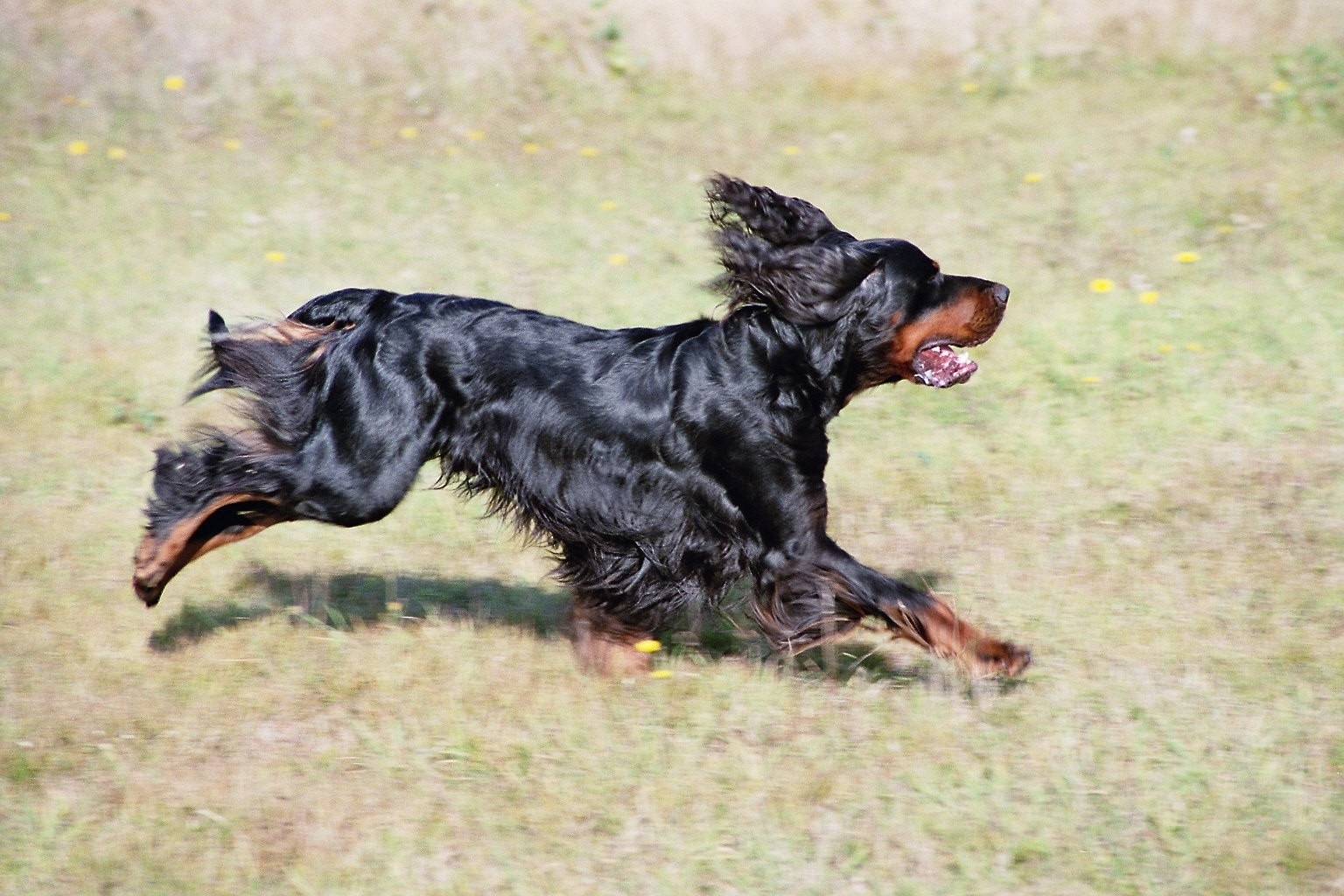 Setter Scottish Photo Scottish Setter