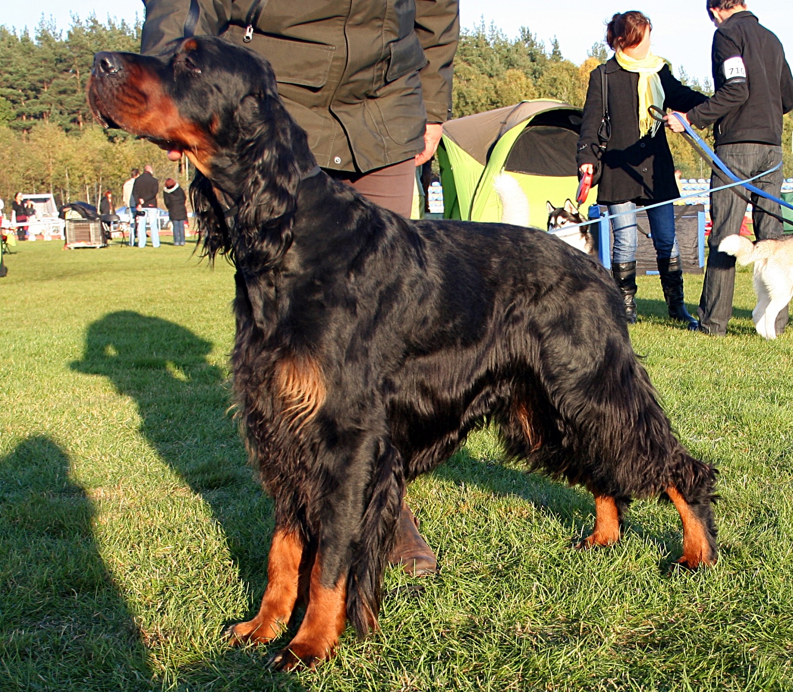 Setter Scottish Photo Scottish Setter